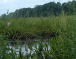 WetlandHabitat