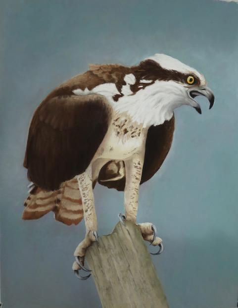 Bird Themed Art Shows in Support of the Osprey Festival