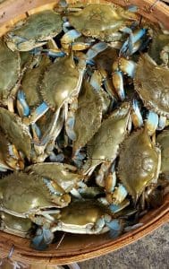 blue crabs