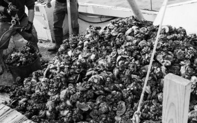 Potomac River Oyster Wars & the Death of Berkeley Muse